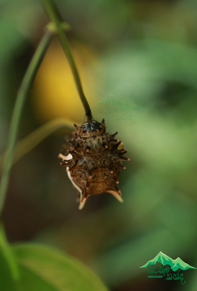 Troides darsius Gray, 1852